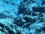 直击真相：谁在吞噬南海珊瑚生机？