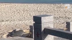 生机盎然的海上家园：三沙渔民“转行”海龟守护者