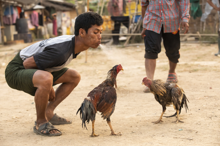 Cockfighting in Thailand: Cultural Heritage or Social Risk?_fororder_VCG41N1212373322