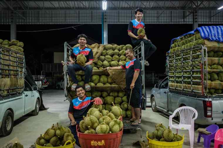 Thai Durian Inspectors: Earning Enough to Buy a Bangkok Condo in Three Years_fororder_e465365ad9b84bb0b31b014a5a5bdc71.2048x1365.760x2147483647