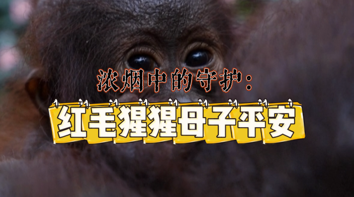 浓烟中的守护：红毛猩猩母子平安_fororder_微信图片_20260921153225_283_3371