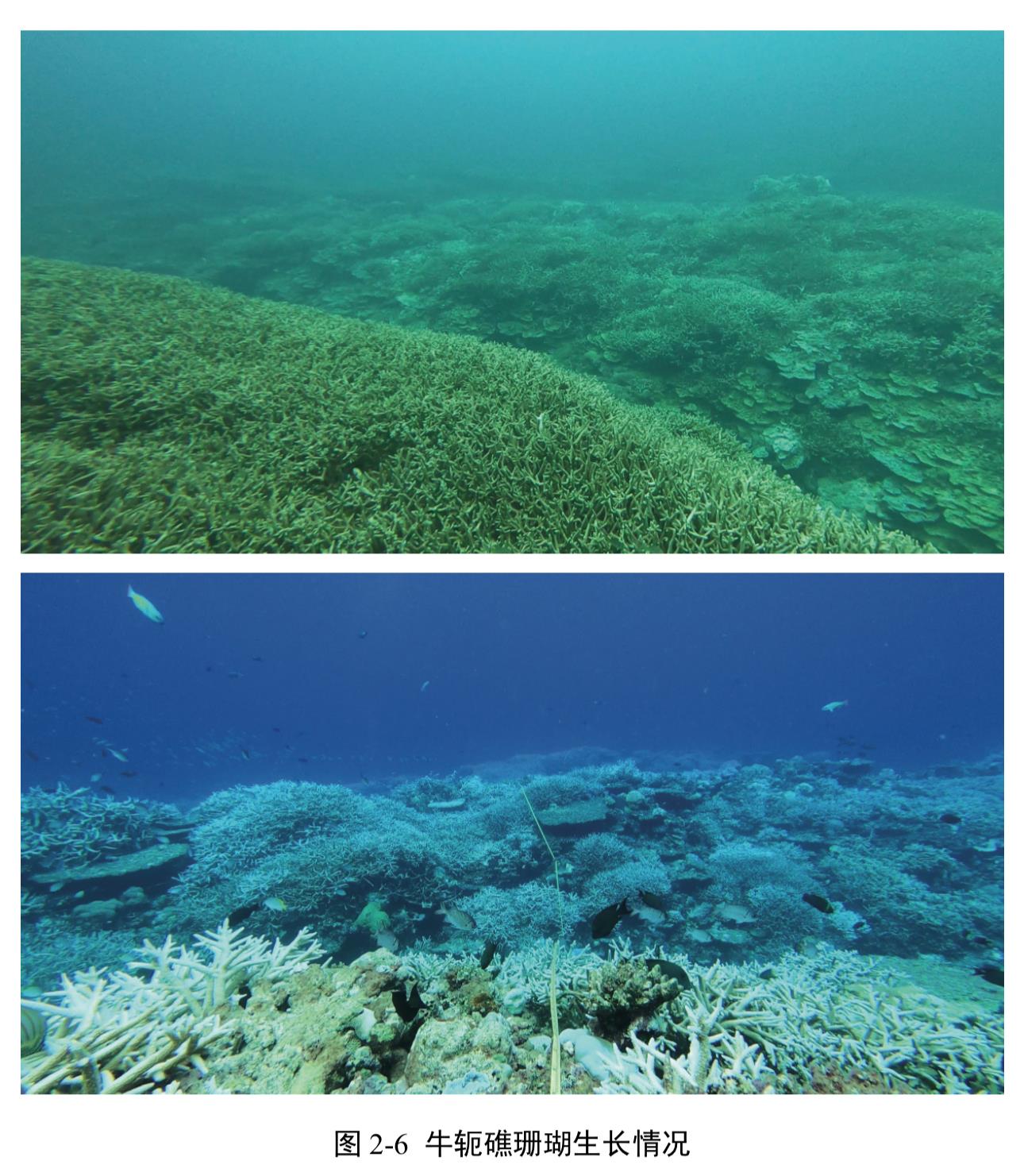 中国首次发布铁线礁、牛轭礁珊瑚礁“体检”报告 菲炮制言论毫无科学和事实依据