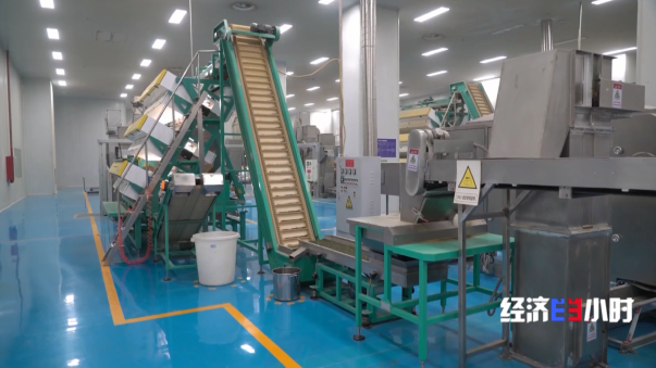 全国四分之一的抹茶产自这里 探访“世界抹茶超级工厂”