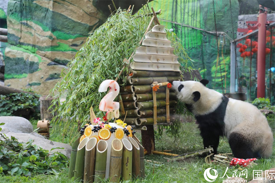 莫斯科动物园为首只在俄降生大熊猫庆祝两周岁生