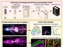 单根神经纤维清晰可见！中国科学家实现小鼠全身“高清全景成像”