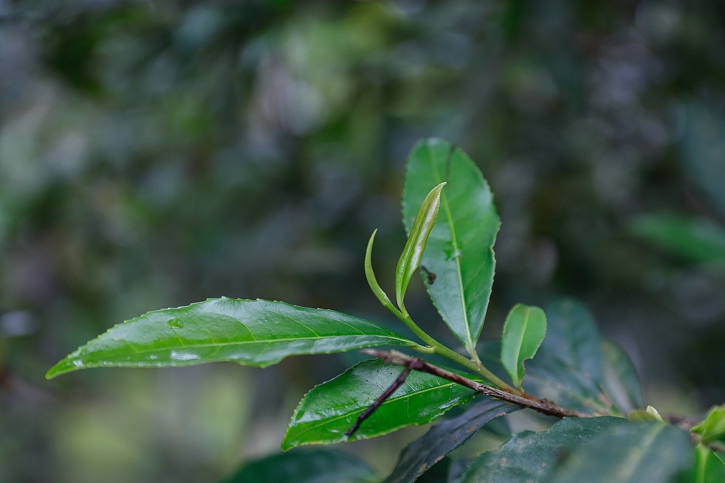 庆祝里约“中文日” 中国茶树落户巴西里约热内卢植物园