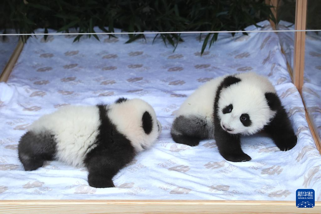 旅德大熊猫双胞胎幼崽定名“梦好”“梦甜” 旅德大熊猫双胞胎幼崽定名“梦好”“梦甜”