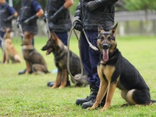 香港故事丨让退役警犬回归有爱之家