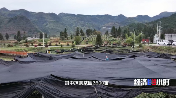全国四分之一的抹茶产自这里 探访“世界抹茶超级工厂”