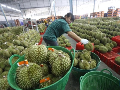 泰国尖竹汶府：又到榴莲季