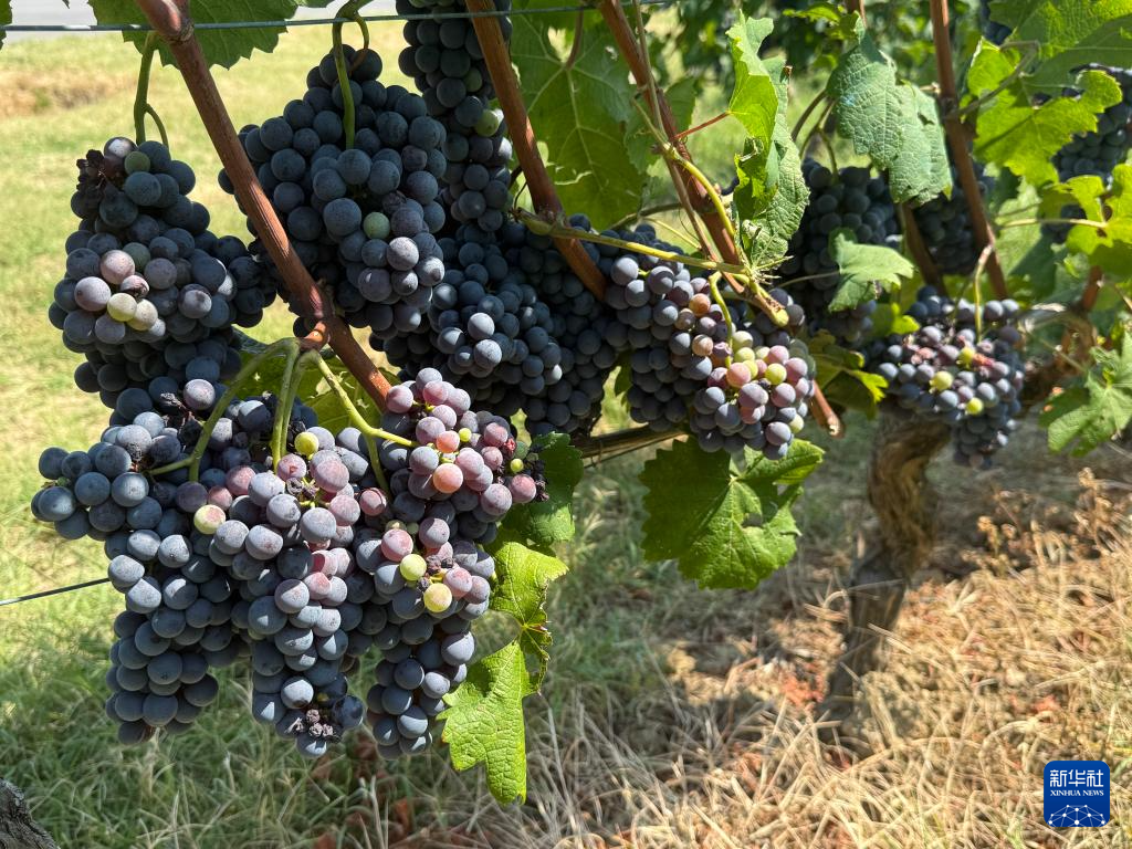 葡萄满枝头 焦虑压心头——探访美关税冲击下的意大利酒庄