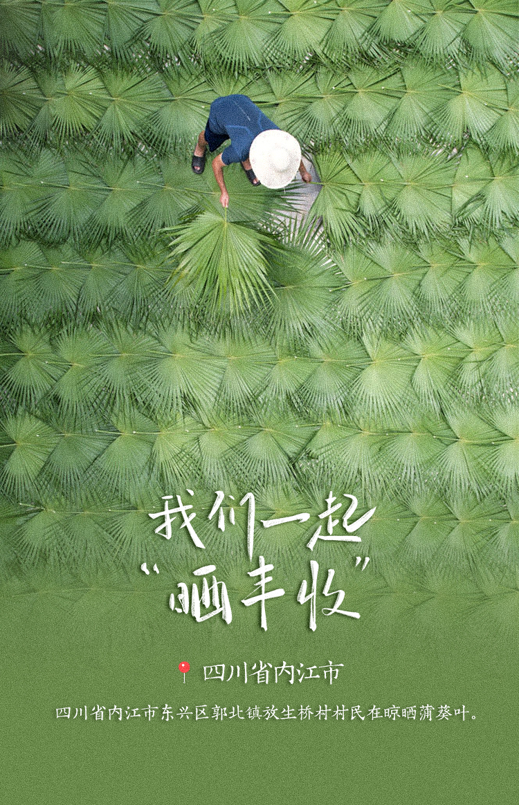 稻花香里说丰年！高清大图邀您共赏华夏“丰”光