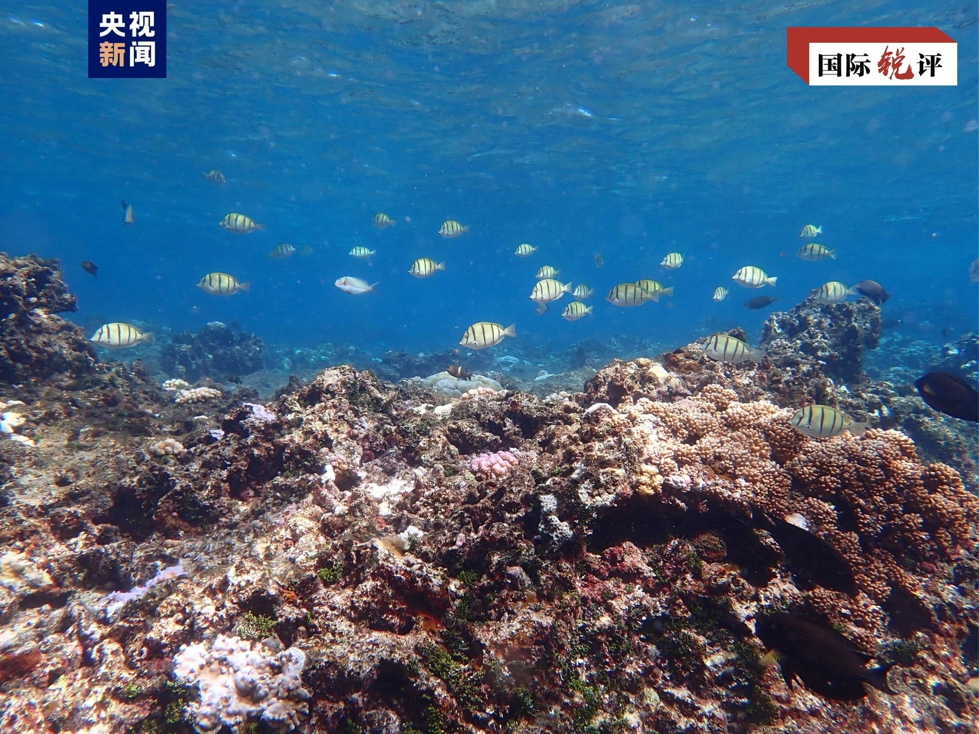 国际锐评丨菲方所谓“抗议”恰恰证明中方对黄岩岛生态保护合理合法