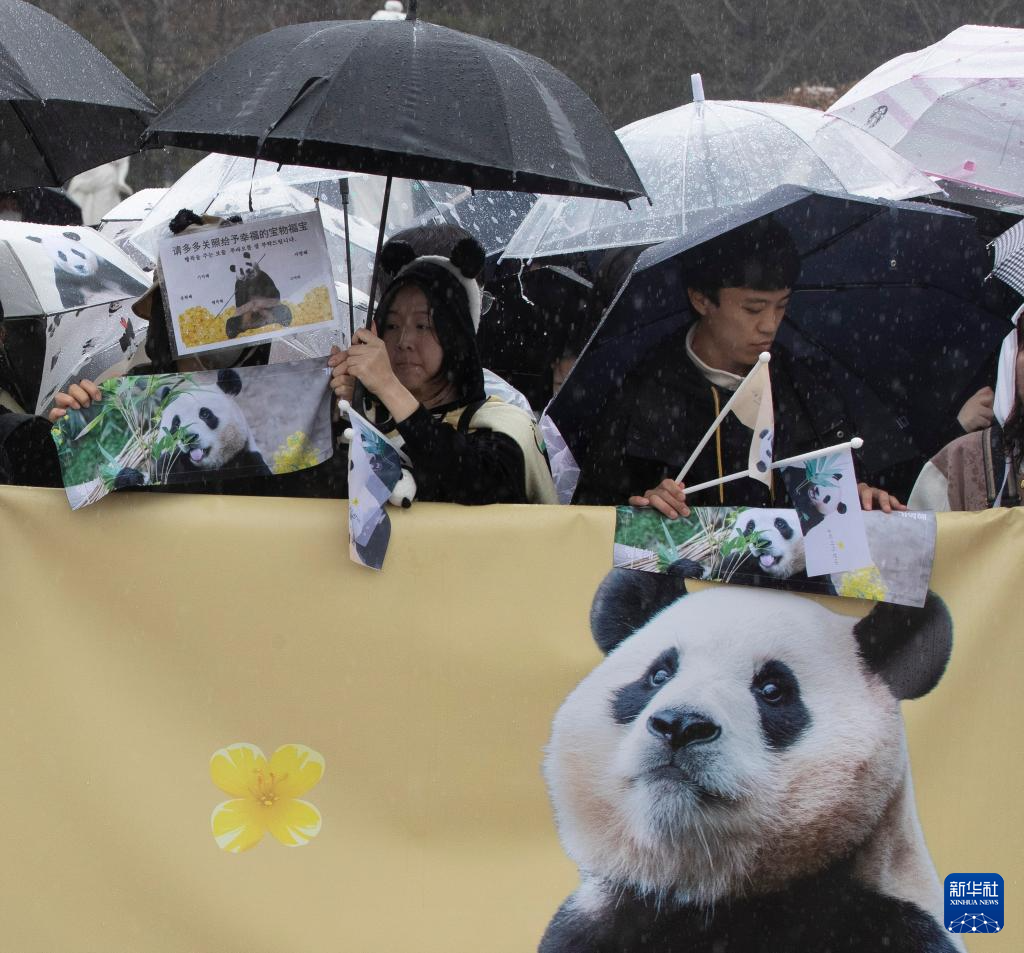 旅韩大熊猫“福宝”启程回国