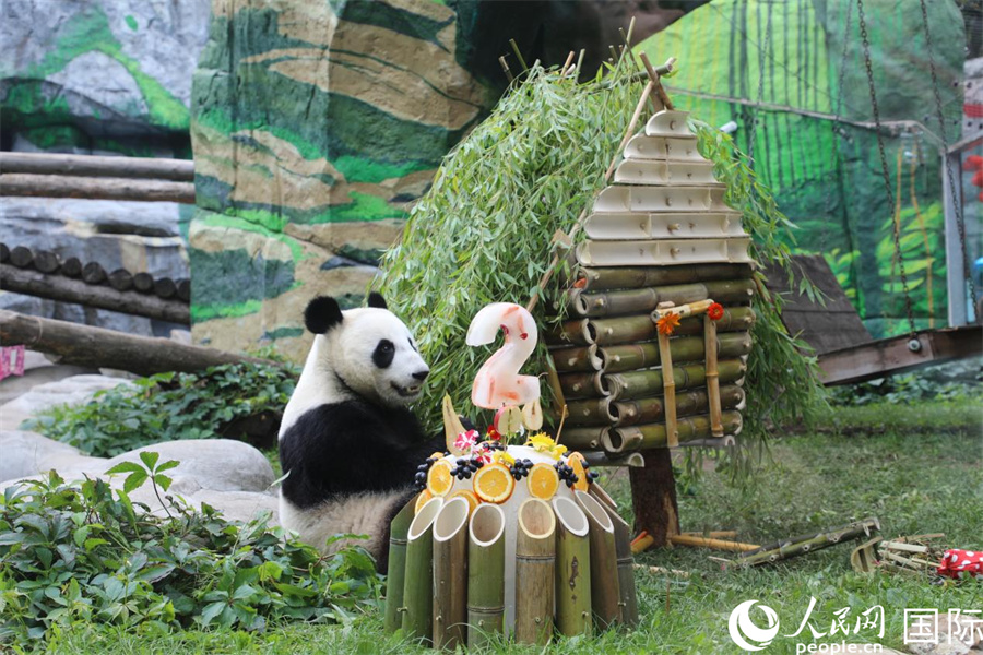 莫斯科动物园为首只在俄降生大熊猫庆祝两周岁生