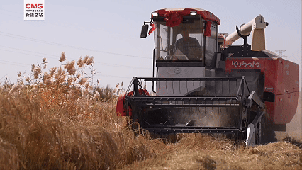 新疆巴州：“死亡之海”爆改“鱼米之乡”