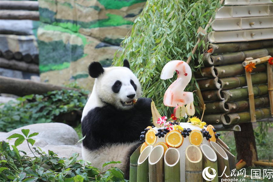 莫斯科动物园为首只在俄降生大熊猫庆祝两周岁生