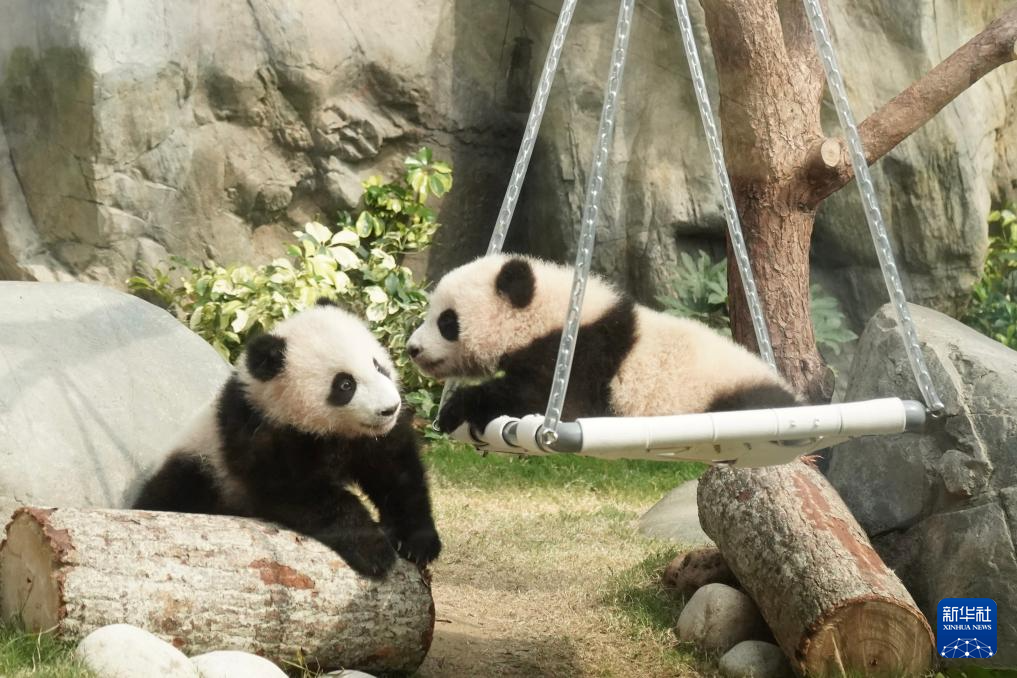 香港故事丨“熊抱”的幸福：大熊猫与香港的独家记忆