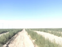 新疆“绿围脖”又织了938.22万亩