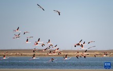 哈萨克斯坦：春季迁徙中的火烈鸟