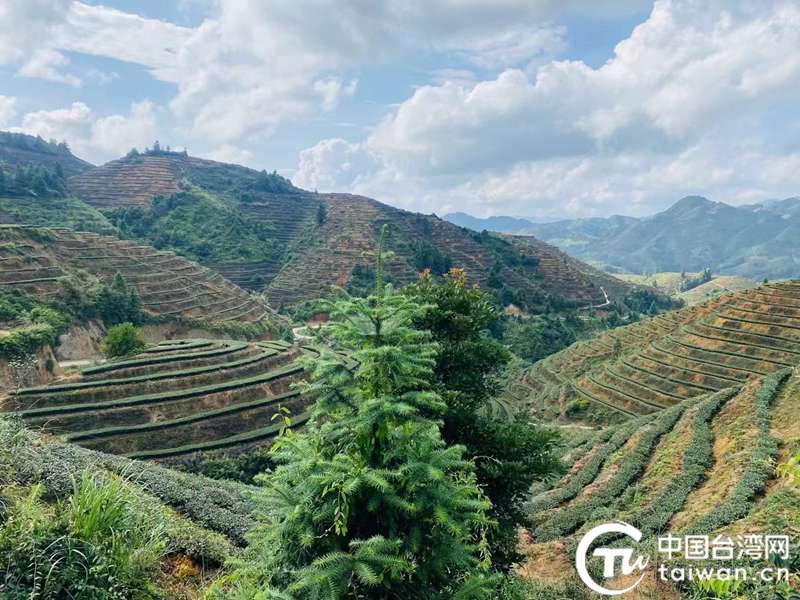 从安溪珍山到阿里山：茶香牵两岸，共富满珍山