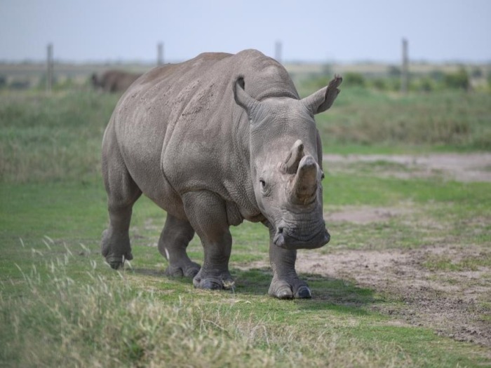 肯尼亚：探访世界仅存的两头北方白犀牛