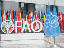 联合国粮农组织呼吁协调应对海湾地区危机