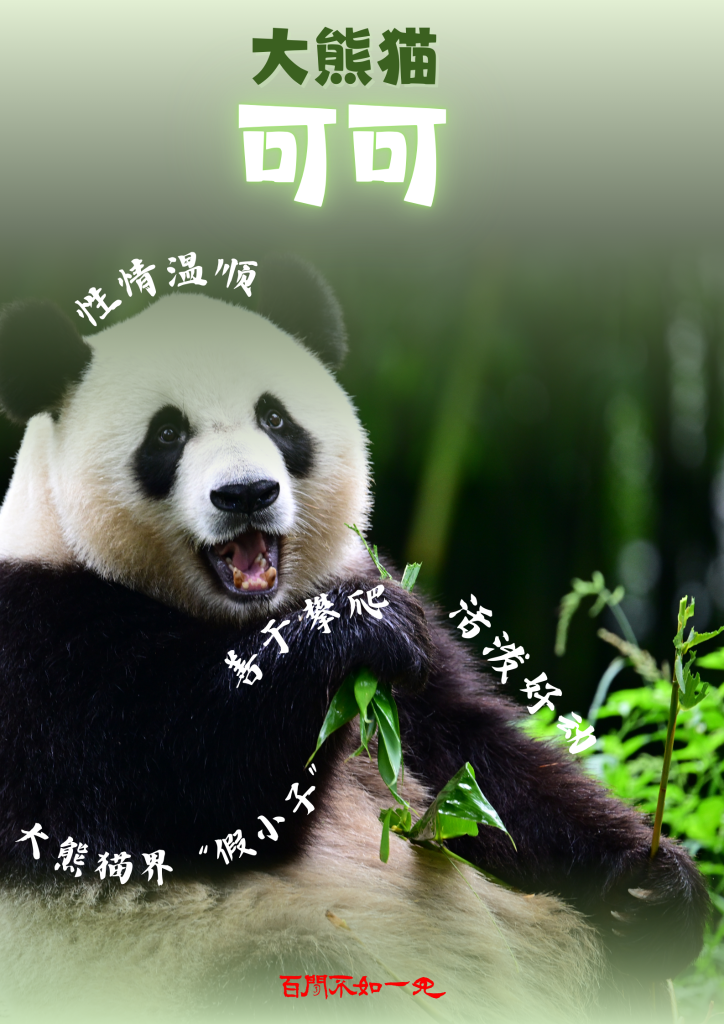 百闻不如一见｜5个关键词揭秘大熊猫赴港全流程