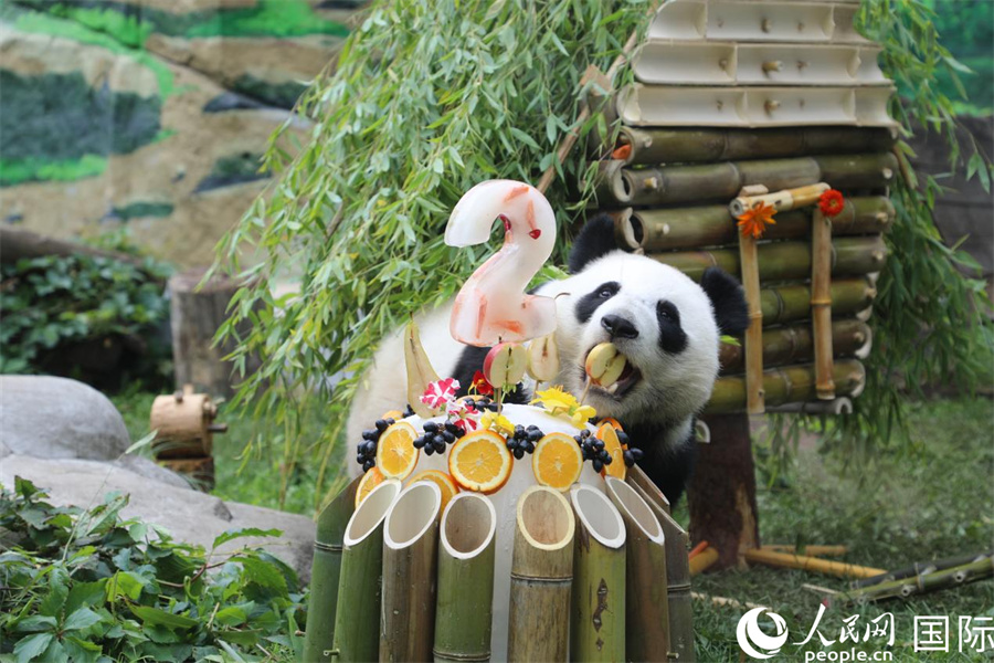 莫斯科动物园为首只在俄降生大熊猫庆祝两周岁生