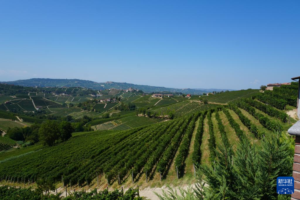 葡萄满枝头 焦虑压心头——探访美关税冲击下的意大利酒庄