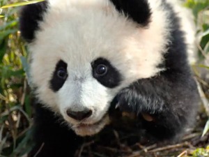 大熊猫国家公园的团子们和朋友的六一“趴梯”正式开启_fororder_大熊猫fin1