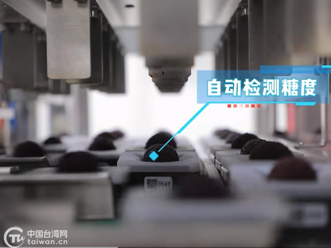 以梅为媒 浙江兰溪杨梅乡迎来台湾客