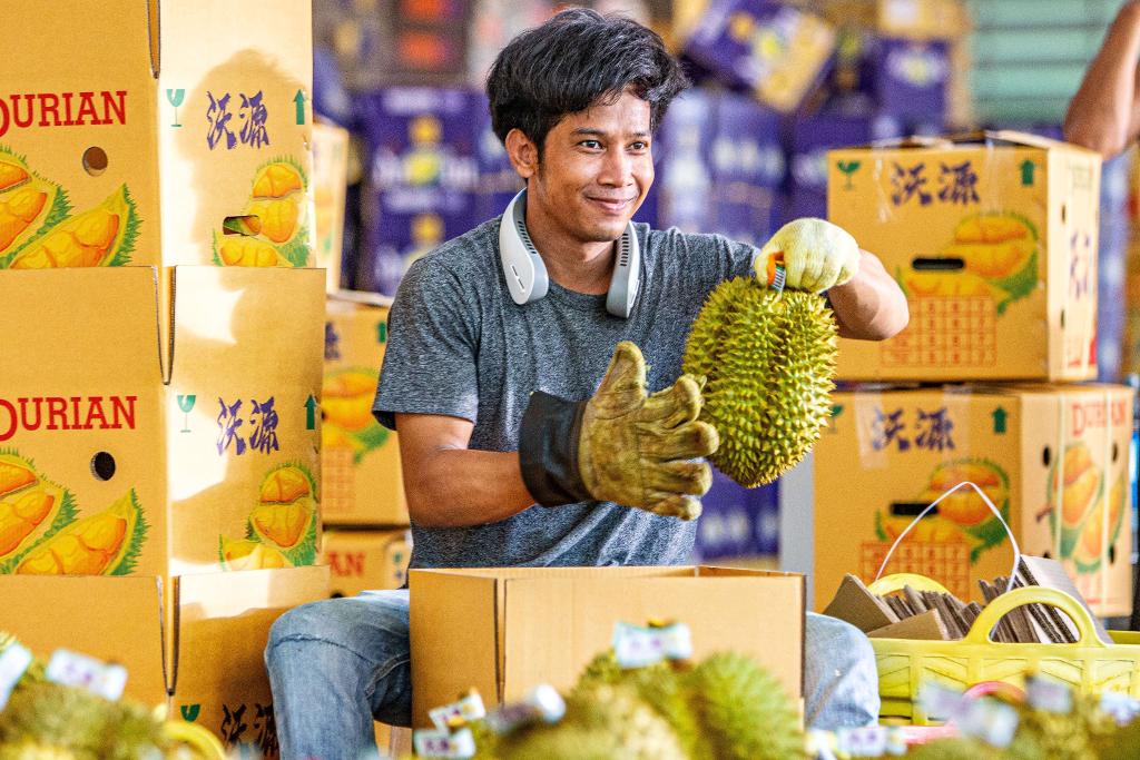 从泰国果园到中国市场 一颗榴莲的“北上之旅”