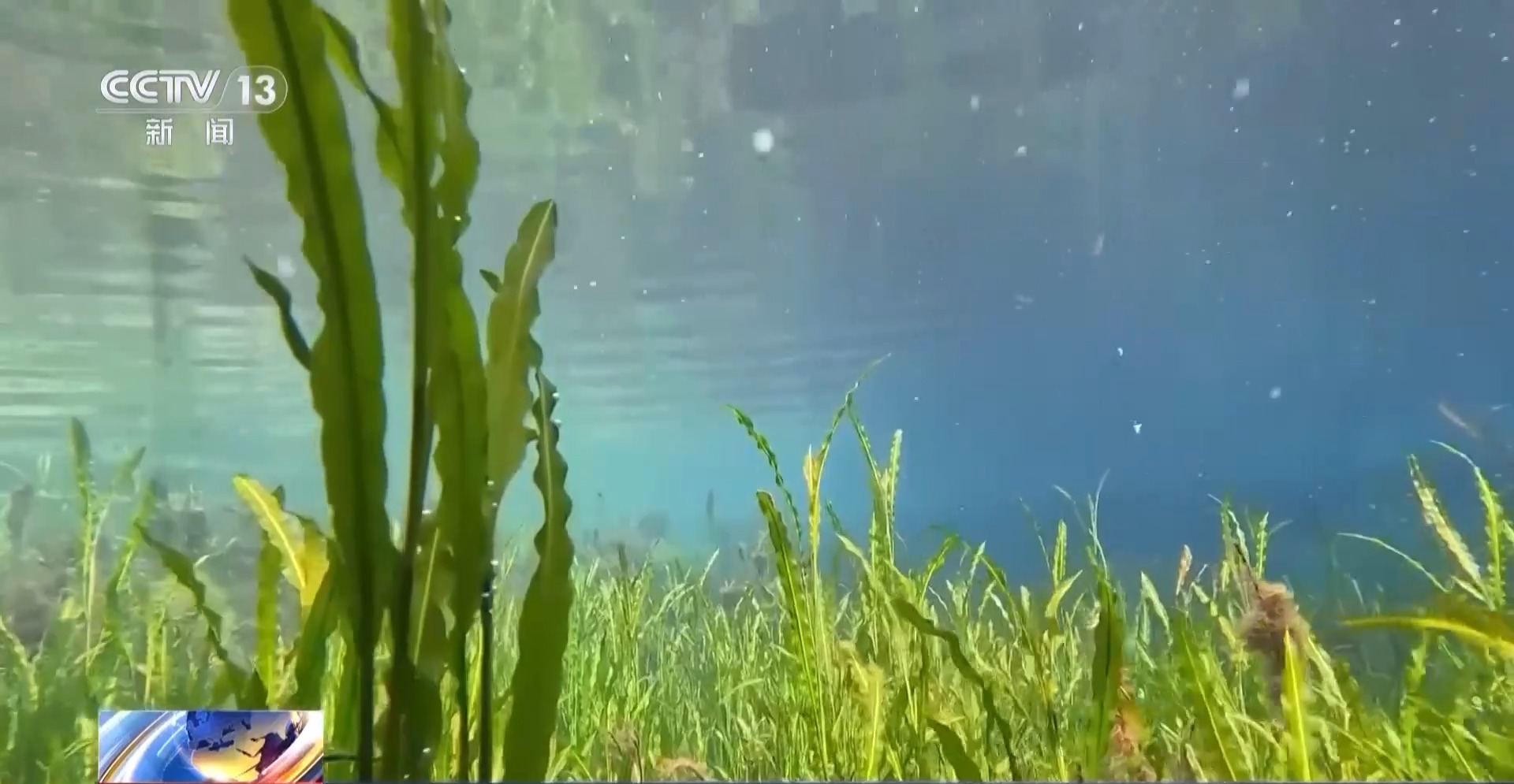中国生物多样性保护成效如何？这份“成绩单”亮了