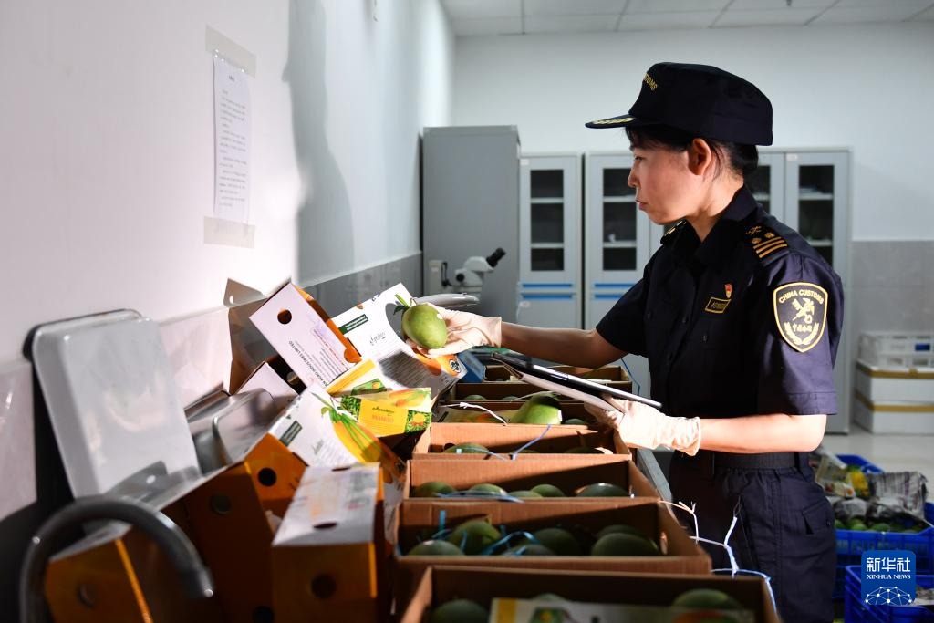 孟加拉国芒果首次进入中国市场