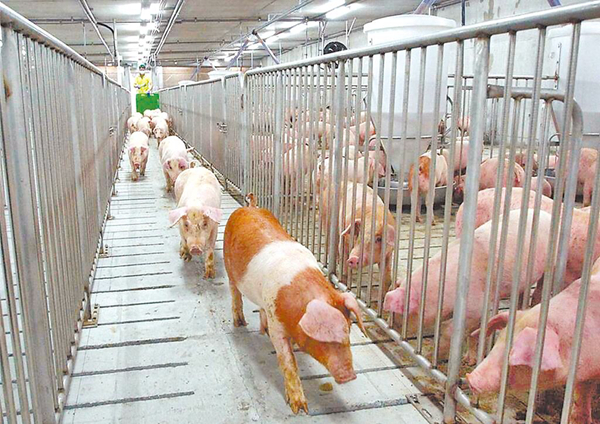 台糖瘦肉精争议沦政治议题，民进党勿把民众健康当儿戏！