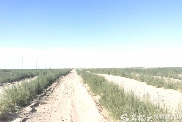 新疆“绿围脖”又织了938.22万亩