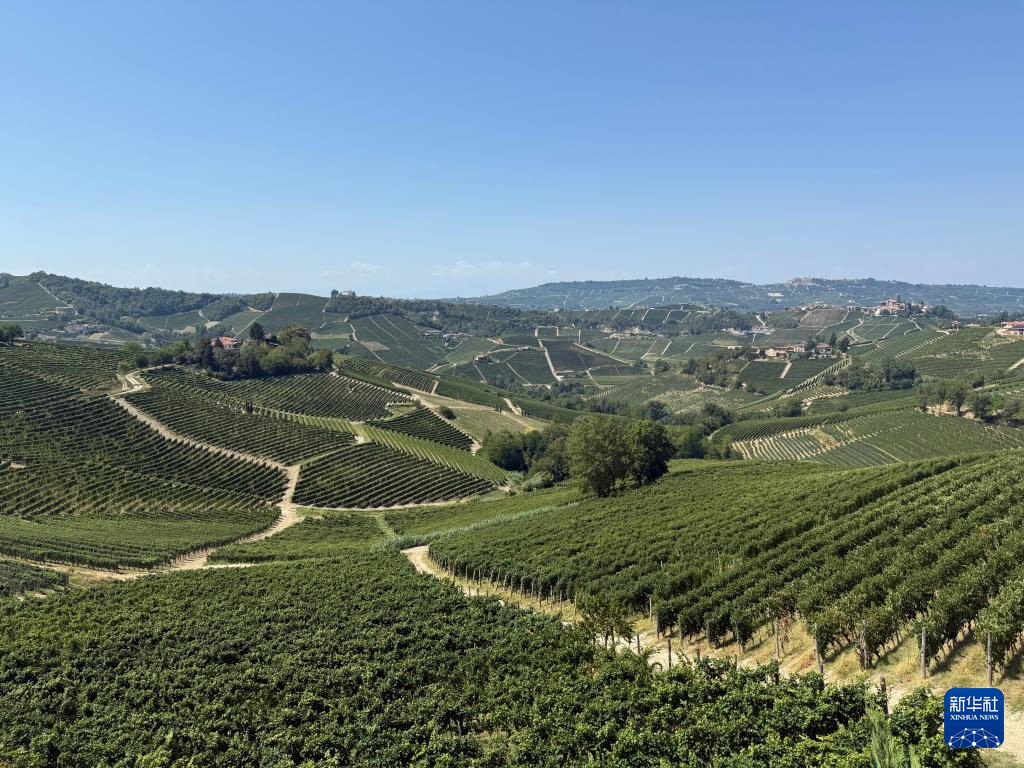 葡萄满枝头 焦虑压心头——探访美关税冲击下的意大利酒庄