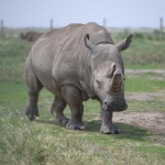 肯尼亚：探访世界仅存的两头北方白犀牛