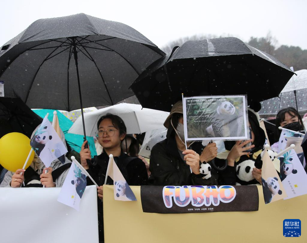 旅韩大熊猫“福宝”启程回国