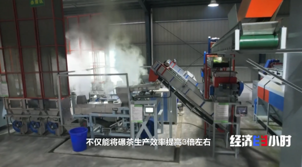 全国四分之一的抹茶产自这里 探访“世界抹茶超级工厂”