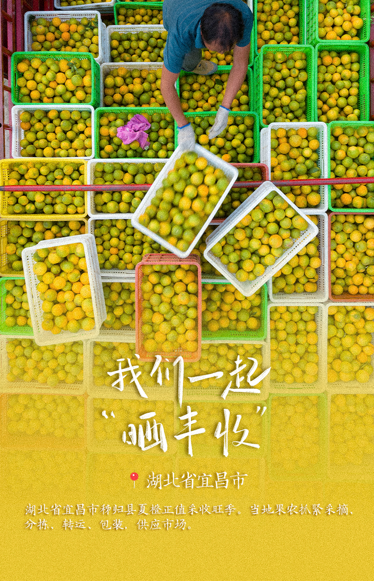 稻花香里说丰年！高清大图邀您共赏华夏“丰”光