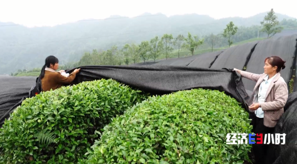全国四分之一的抹茶产自这里 探访“世界抹茶超级工厂”
