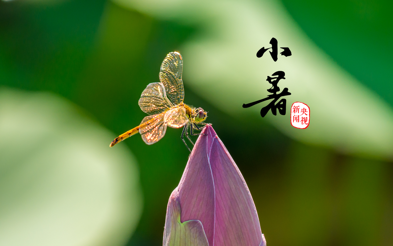 温风至，小暑来