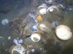 挪威海域发现18世纪沉船 大量中国瓷器重见天日