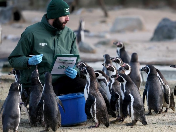 伦敦动物园进行动物年度盘点