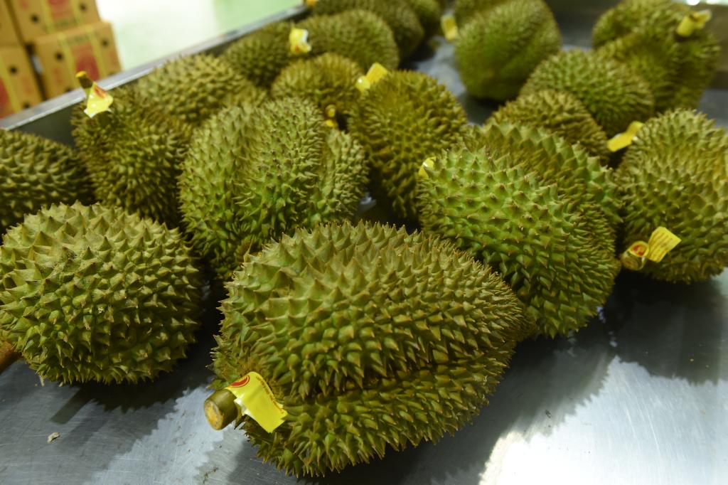 从泰国果园到中国市场 一颗榴莲的“北上之旅”