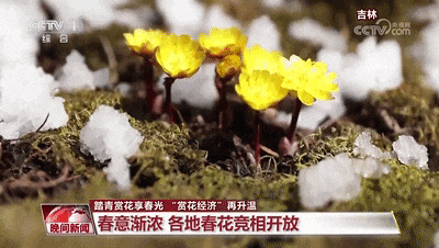 一起乘上开往春天的时光火车 穿越花海