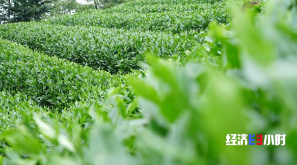 全国四分之一的抹茶产自这里 探访“世界抹茶超级工厂”
