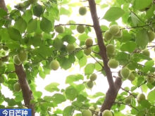 抢收、夏播、忙采摘……“芒种忙” 祈丰年 希望的田野一派好“丰”光